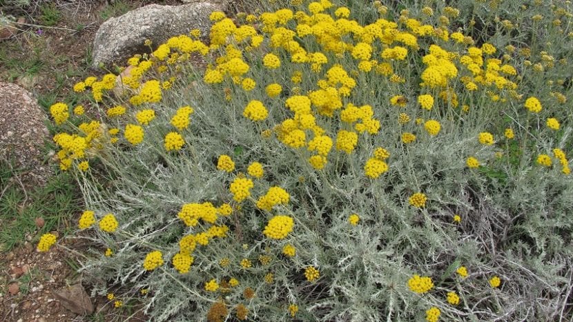 Mata de Helichrysum italicum con flores amarillas en corimbo