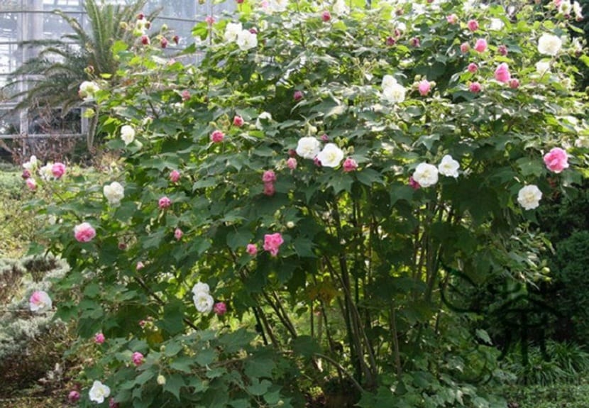 Arbusto de Hibiscus mutabilis cubierto de flores de distintos colores a la vez