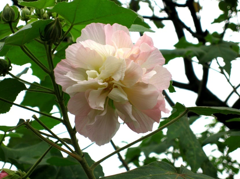 Flor de Hibiscus mutabilis de cerca, en tono rosa pálido recién abierta
