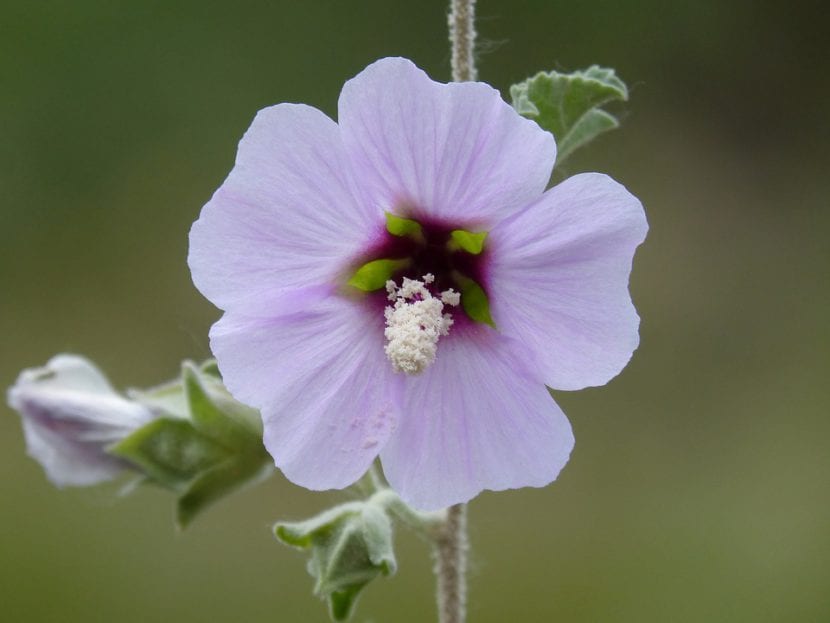 Flor de Hibiscus syriacus abierta