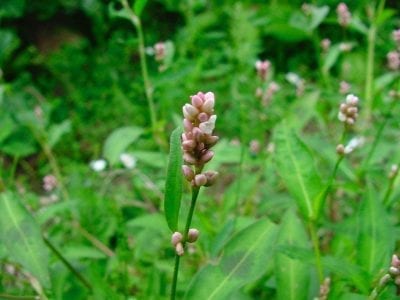 Planta de Polygonum persicaria destacando entre la maleza de un margen húmedo