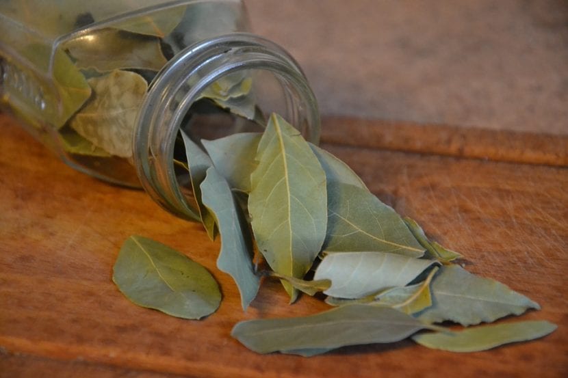 Ramas de laurel con hojas listas para recolectar