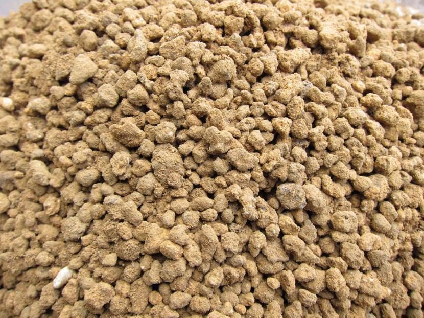 Akadama, arcilla granulada japonesa para sustrato de arce