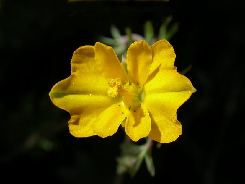 Detalle de la flor amarilla de Hypecoum procumbens