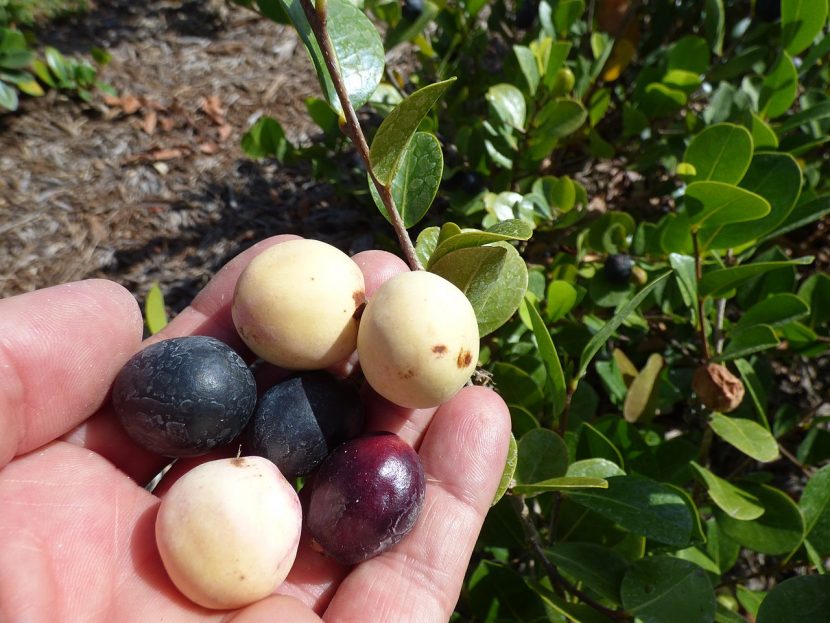 Frutos maduros de icaco en la rama
