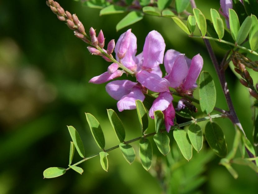 Racimos de flores rosadas de Indigofera tinctoria