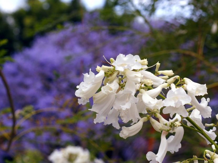 Jacaranda de flores blancas, cultivar Alba