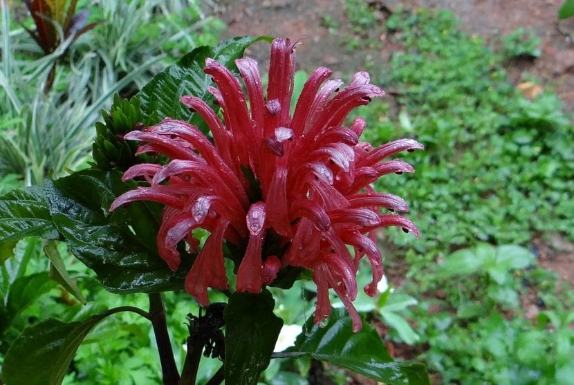 Arbusto de Justicia carnea con sus penachos de flores rosas