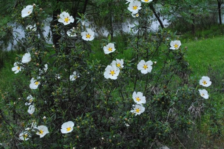Jara en flor en el monte mediterráneo