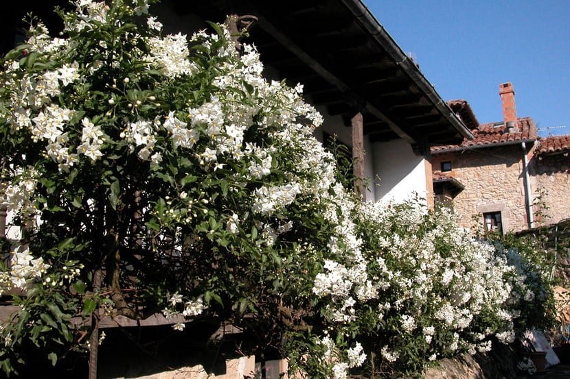 Flores estrelladas blancas de Solanum laxum, el falso jazmín