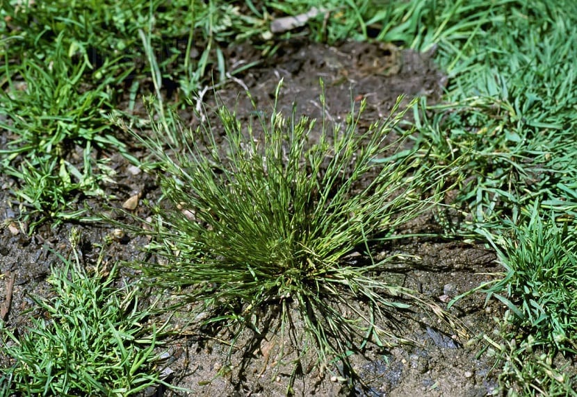Mata de Juncus bufonius con tallos verdes finos creciendo en suelo húmedo