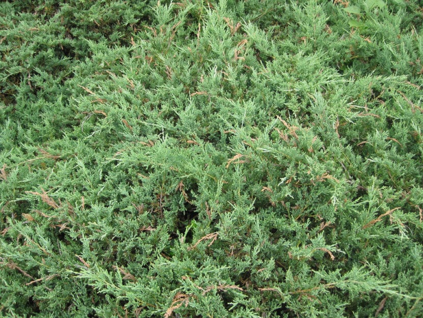 Follaje escamoso azulado de Juniperus horizontalis