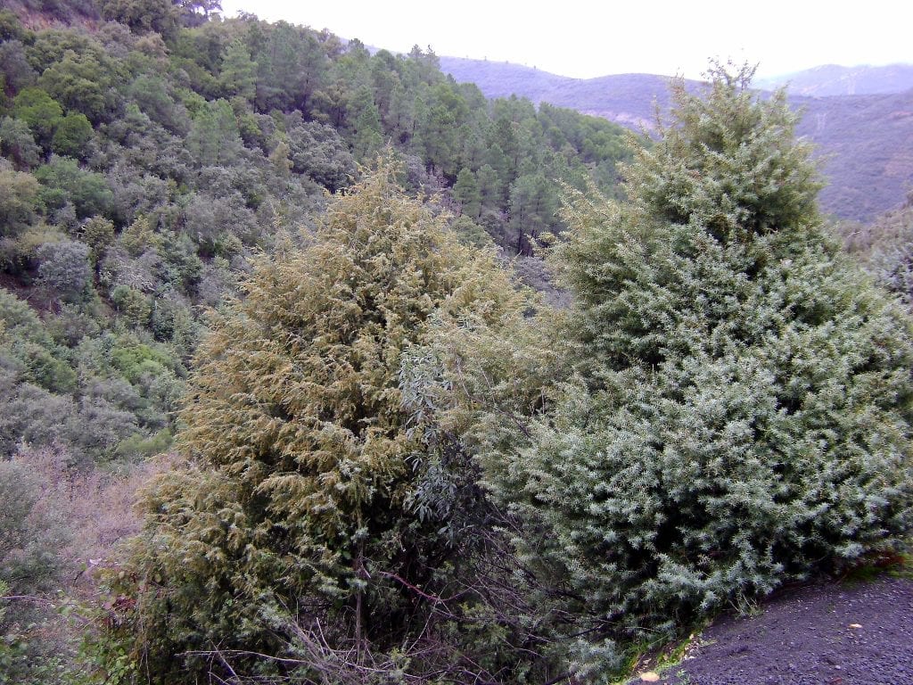 Enebros de la miera en su hábitat natural de ladera seca mediterránea