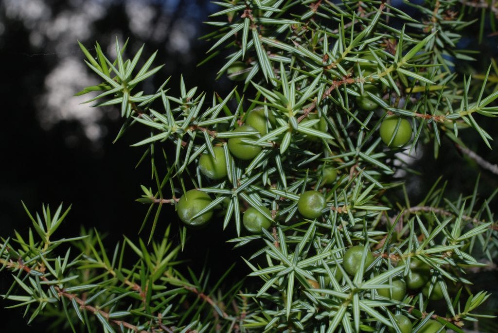 Acículas de Juniperus oxycedrus en verticilos de tres con dos bandas blancas en el haz