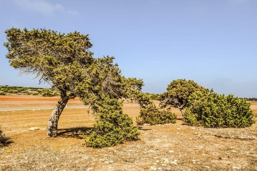 Sabinas negrales creciendo en su hábitat natural sobre roquedo litoral