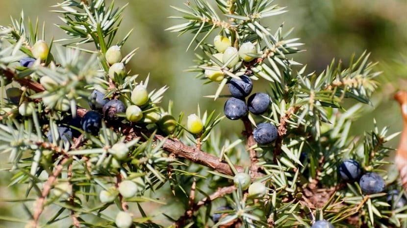 Gálbulos maduros de Juniperus