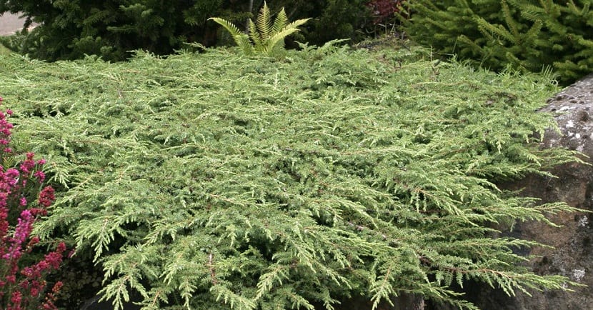 Detalle de las hojas del Juniperus