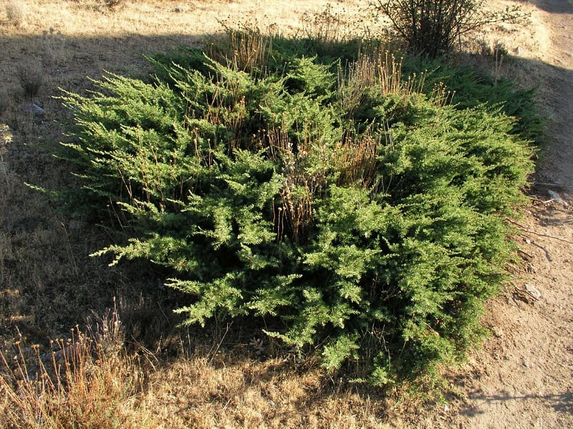 Ejemplar de Juniperus con follaje denso