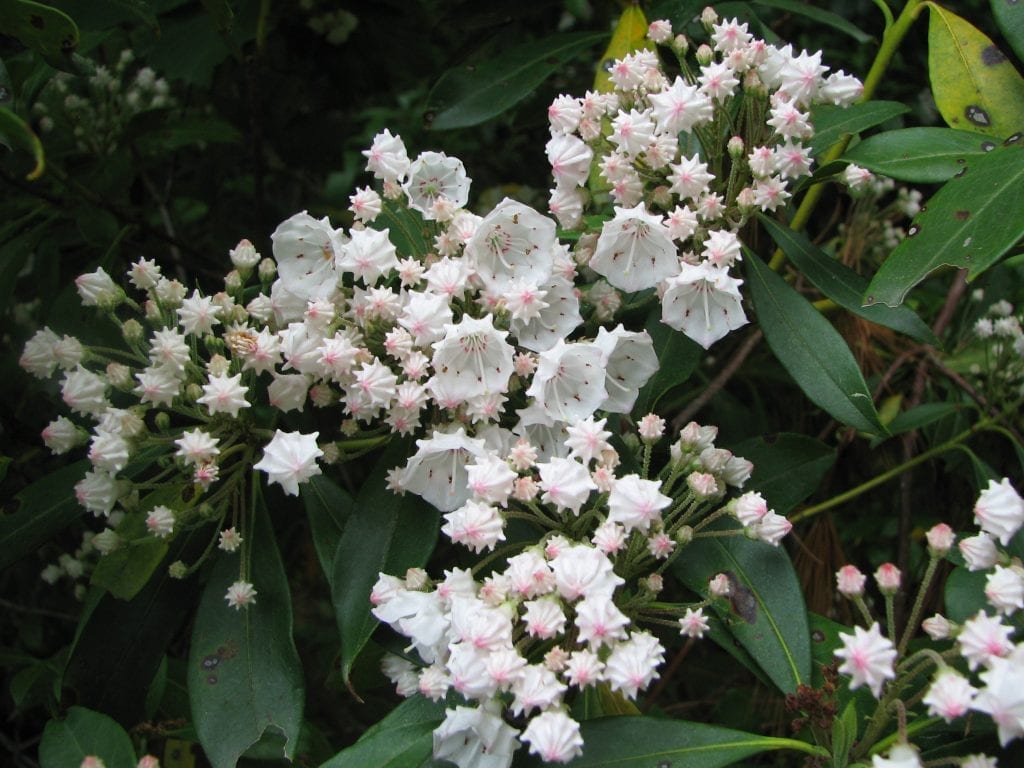 Inflorescencia de Kalmia latifolia con las flores en forma de copa