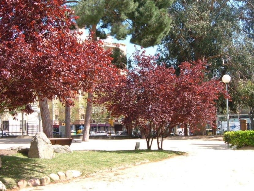 Hojas púrpuras de Prunus cerasifera Pissardii