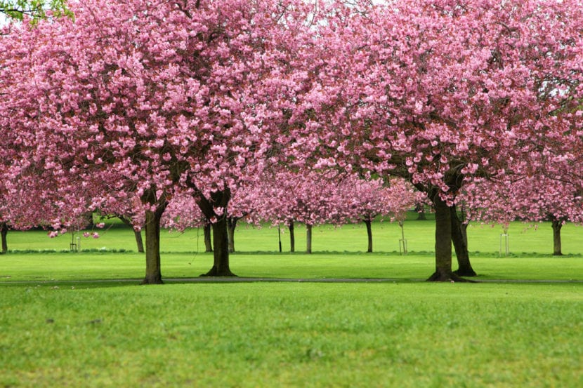 Cerezo japonés en plena floración primaveral
