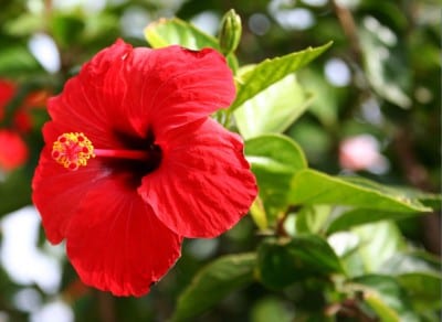 Flor roja de Hibiscus rosa-sinensis variedad Brilliant