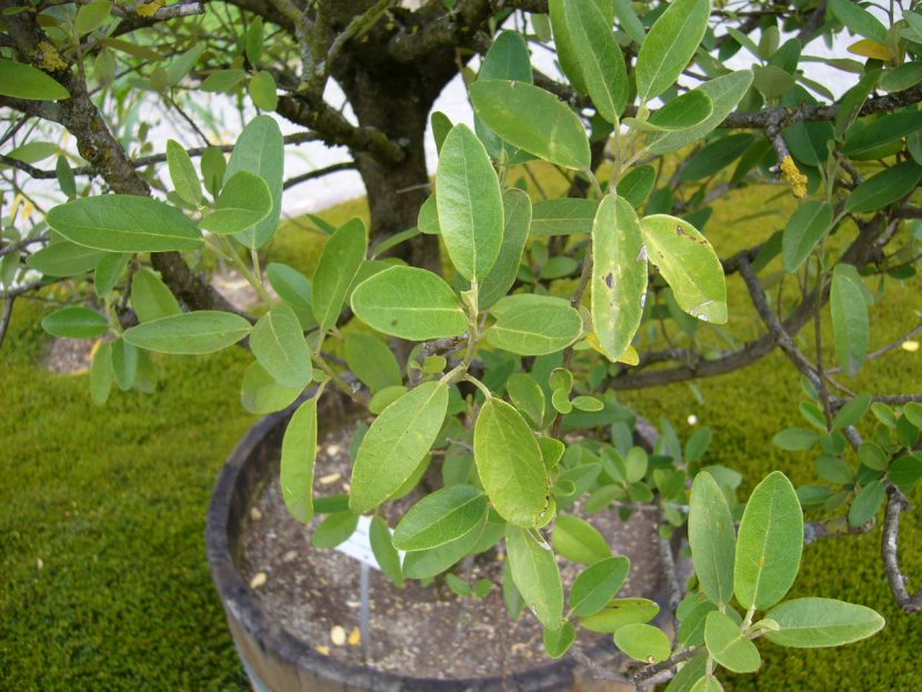 Ejemplar joven de Lagunaria patersonii cultivado en maceta