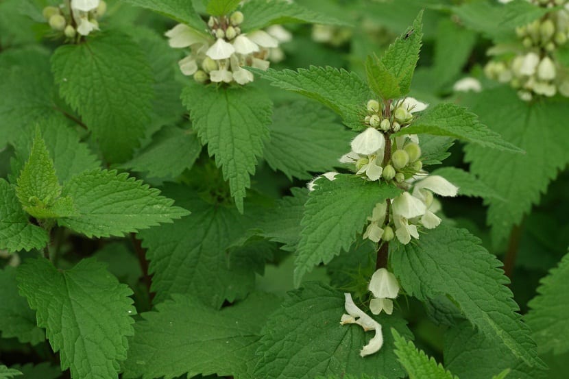 Flores blancas bilabiadas de Lamium album agrupadas en verticilos alrededor del tallo