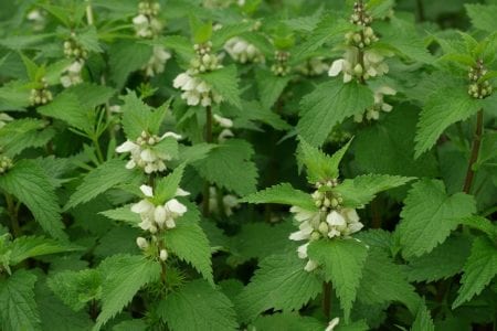 Mata de ortiga blanca Lamium album en flor al borde de un camino