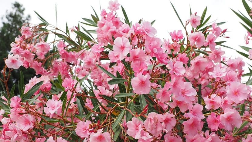 Arbusto de adelfa o laurel de flor en plena floración estival