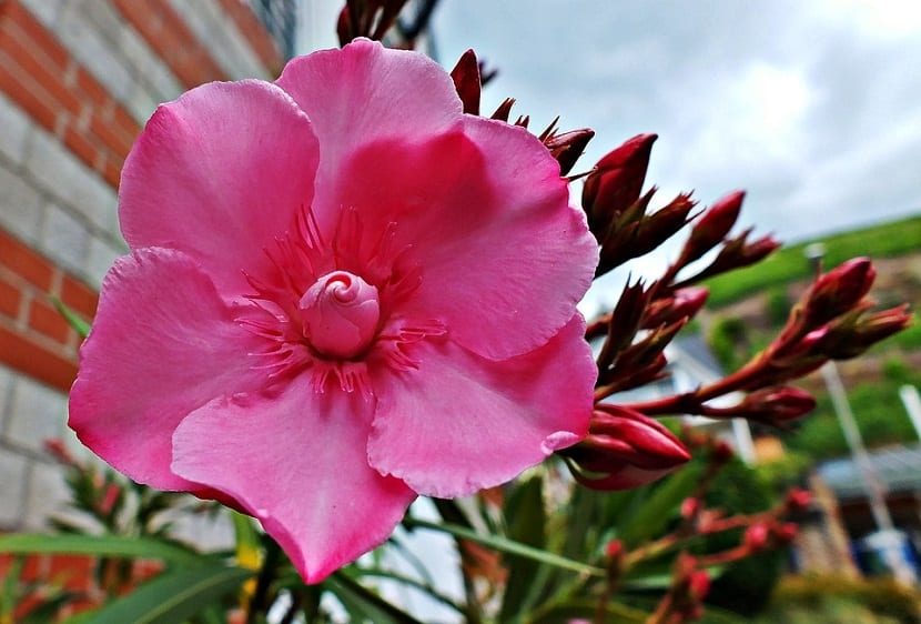 Detalle de la flor de adelfa de cinco pétalos con corona central