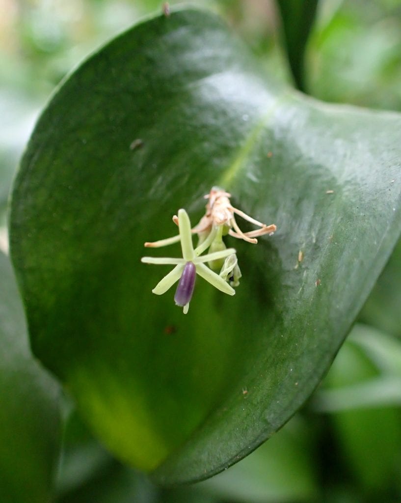 Flores diminutas de Ruscus hypophyllum sobre el filoclado