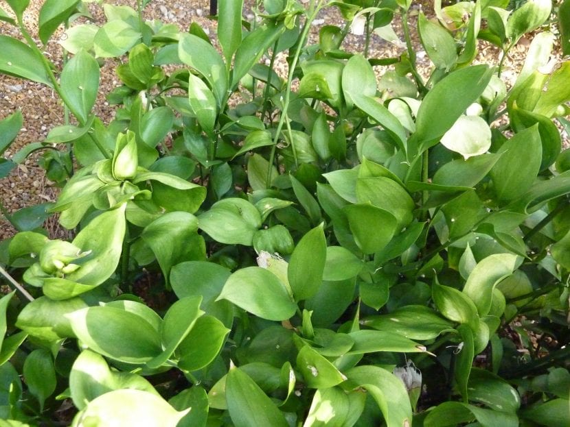 Filoclados del laurel de Alejandría, con las falsas hojas de aspecto coriáceo