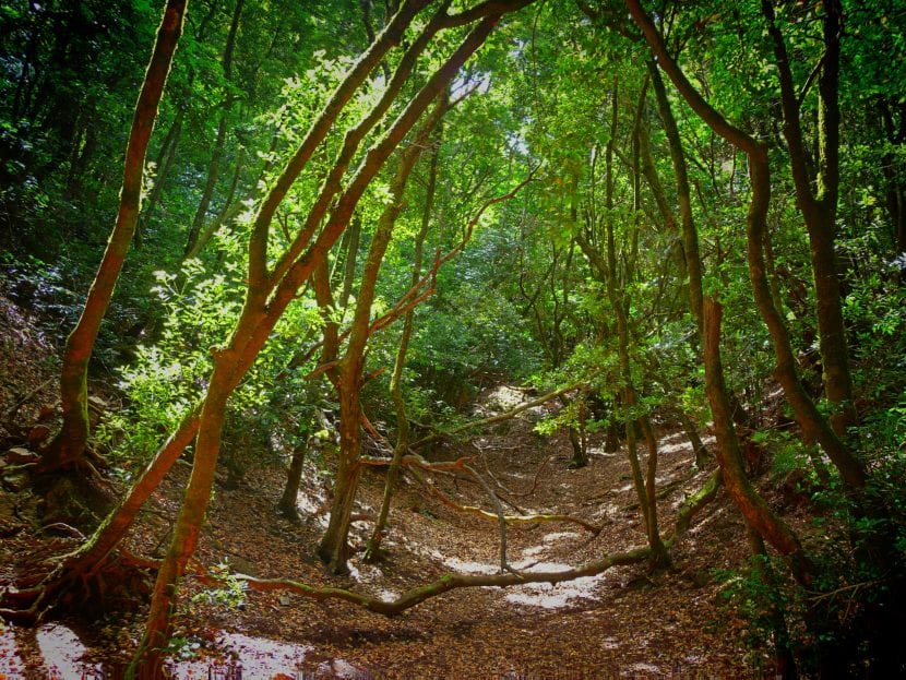 Laurisilva en Tenerife, bosque relicto de laureles