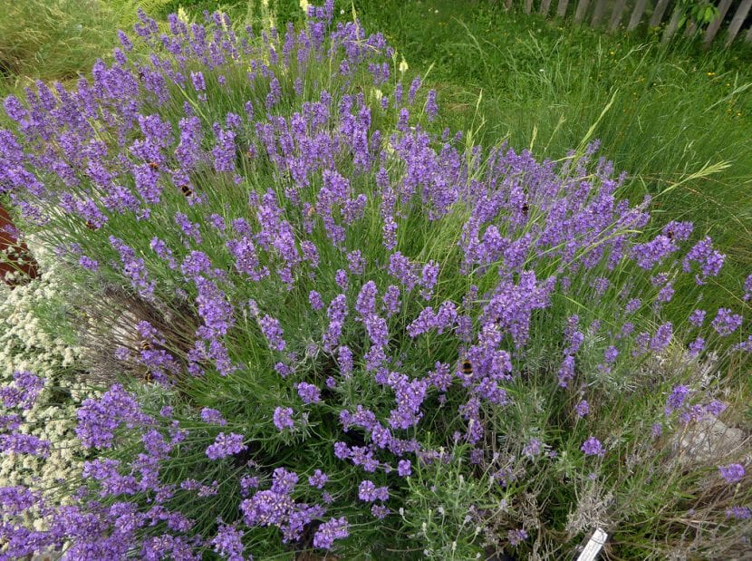 Mata de Lavandula latifolia en flor