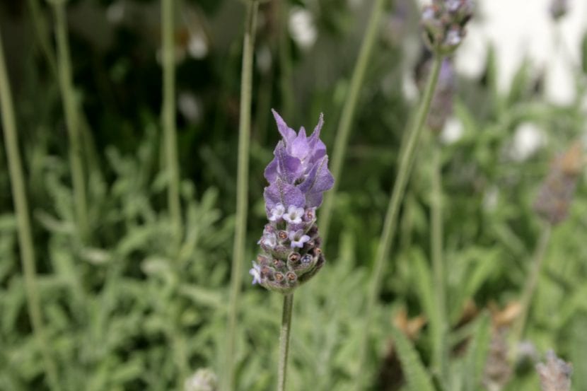 Espigas de Lavandula dentata en flor