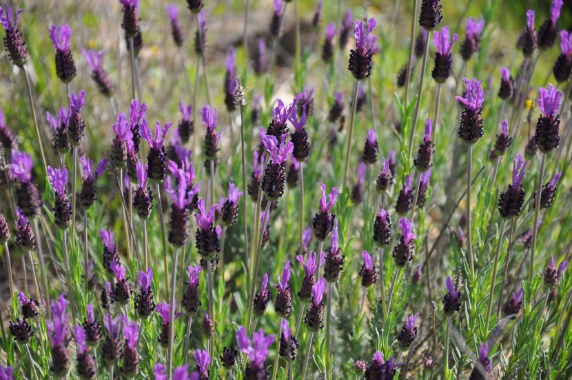 Mata de Lavandula pedunculata en flor con sus brácteas moradas