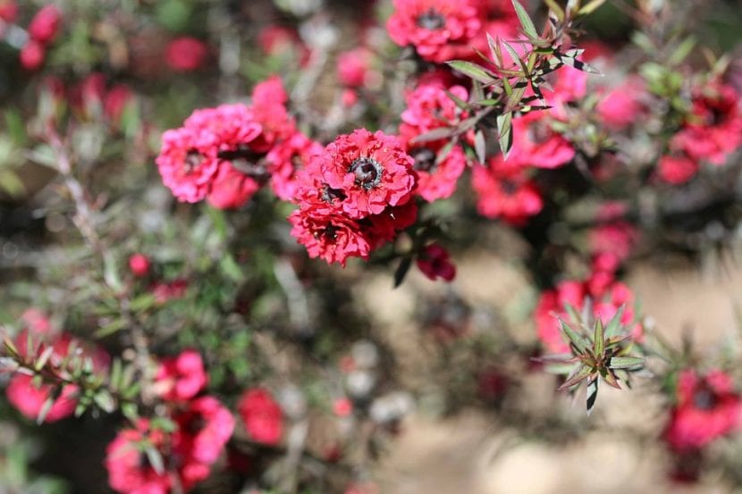Arbusto de Leptospermum scoparium en flor