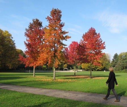 Hojas rojas de liquidámbar en otoño