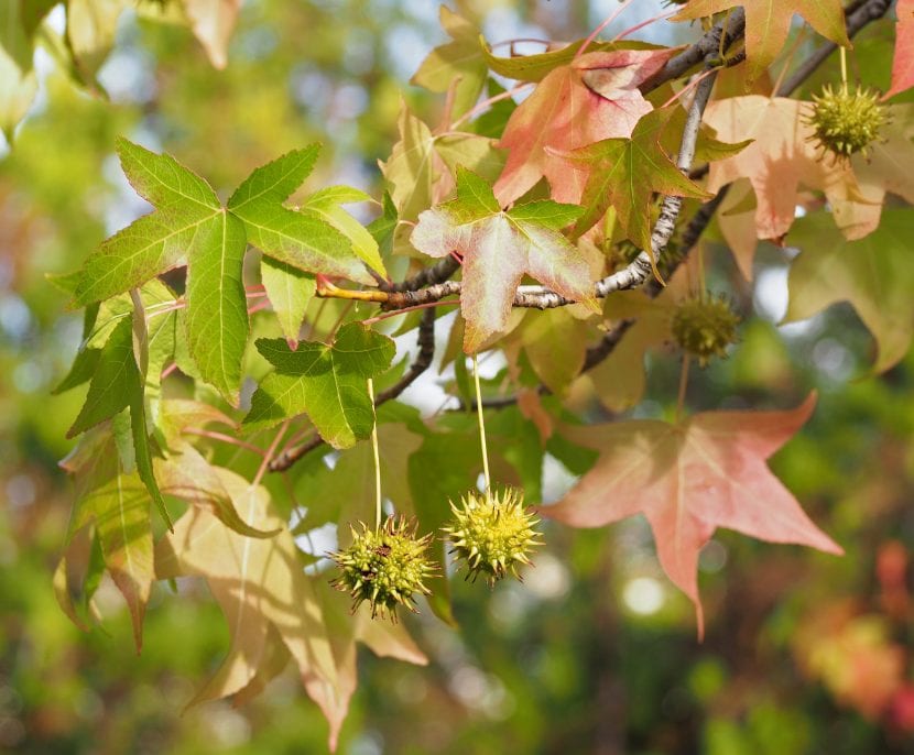 Hojas palmeadas de Liquidambar styraciflua