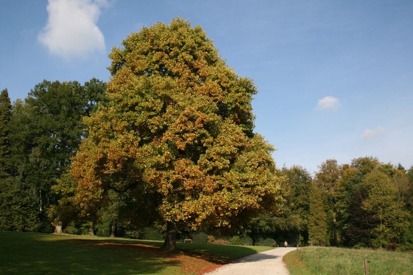Ejemplar adulto de Liriodendron tulipifera