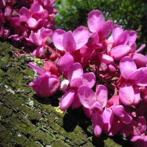 Flores rosadas de Cercis siliquastrum sobre la rama