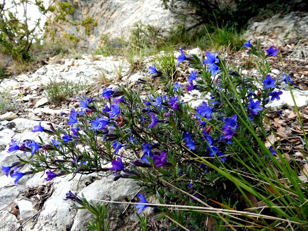 Mata de Lithodora fruticosa con flores azul violáceo entre piedras calizas