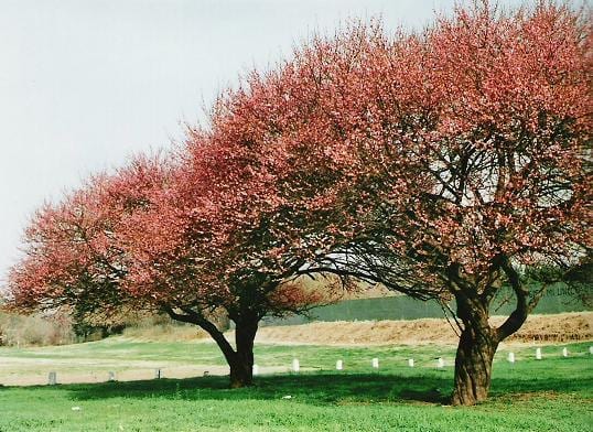 Árboles perennes: mitos, hoja persistente y cuidados