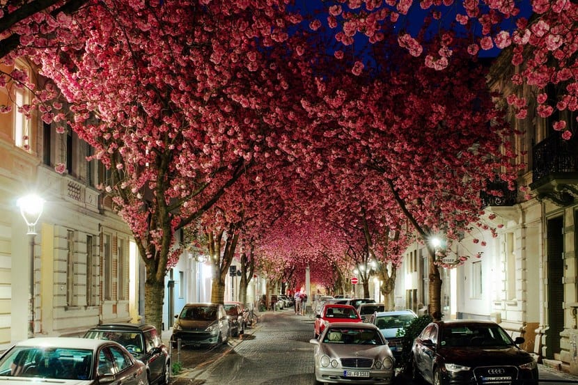Árbol de gran porte con la copa teñida de color en otoño
