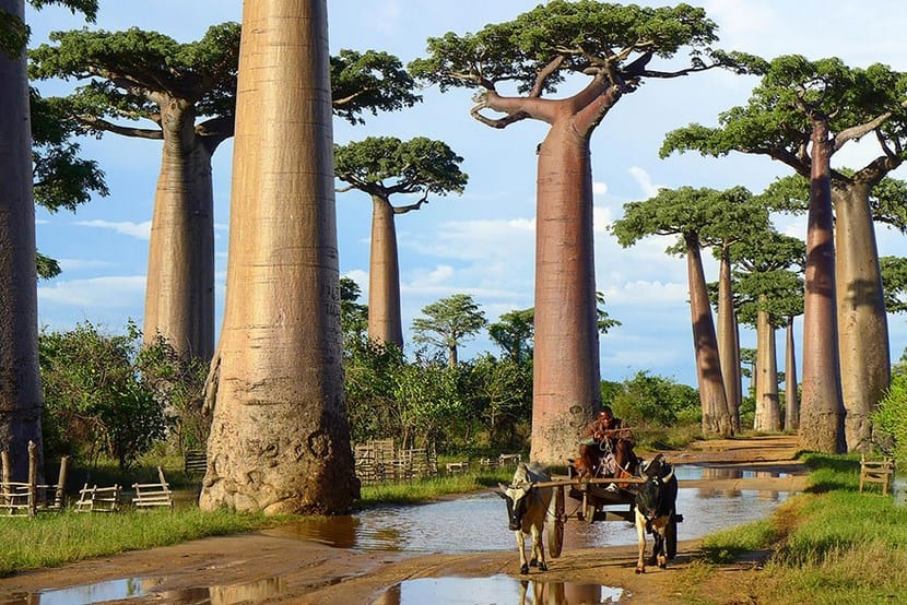 Árbol monumental de tronco ancho y copa amplia