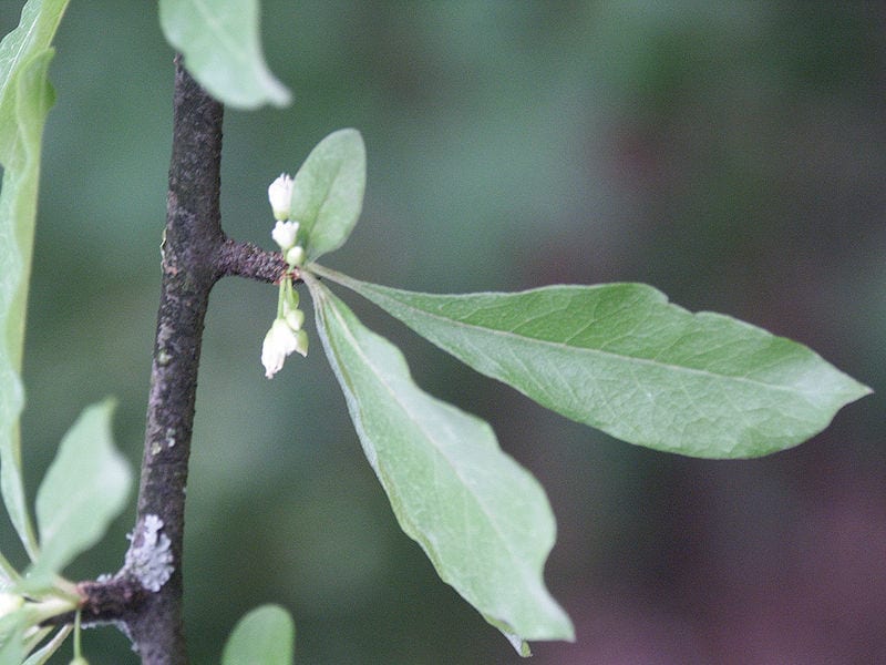 Detalle de hojas opuestas y flores diminutas sin pétalos de la madera de acero