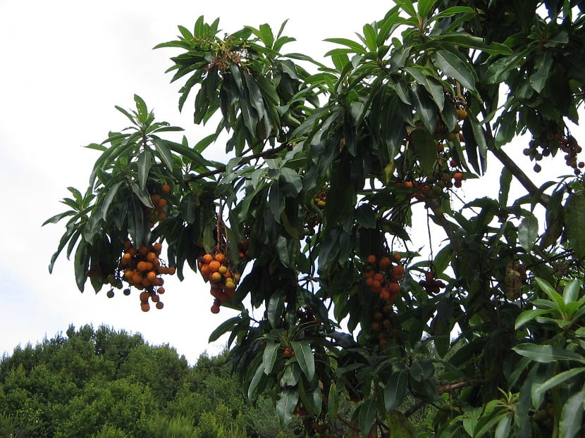 Madroño canario con las ramas cargadas de hojas coriáceas y frutos