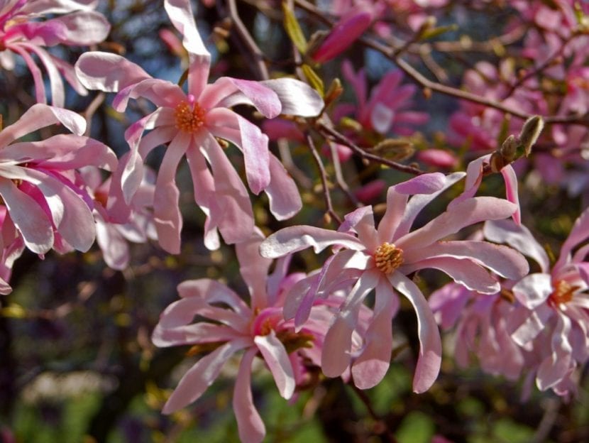 Magnolia stellata de flor rosada