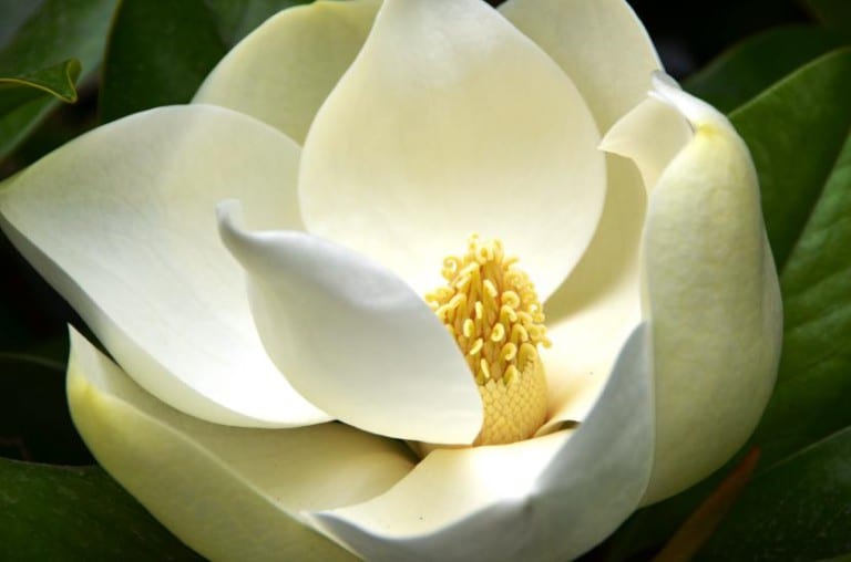 Flor blanca de Magnolia grandiflora entre hojas perennes